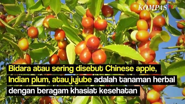 Kenali 6 Fakta dan Manfaat Daun Bidara untuk Kesehatan Tubuh