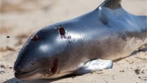 Nearly 230 dolphins wash up on a beach and die