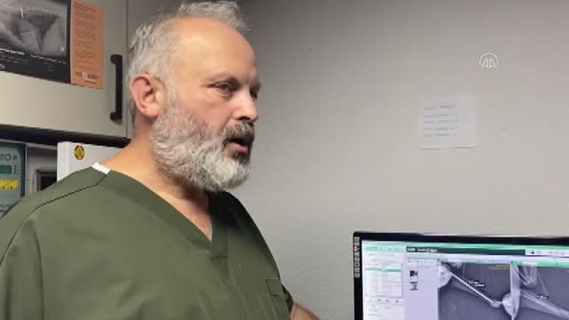 ZONGULDAK - Papağan Zarife'nin kırılan bacağına platin takıldı