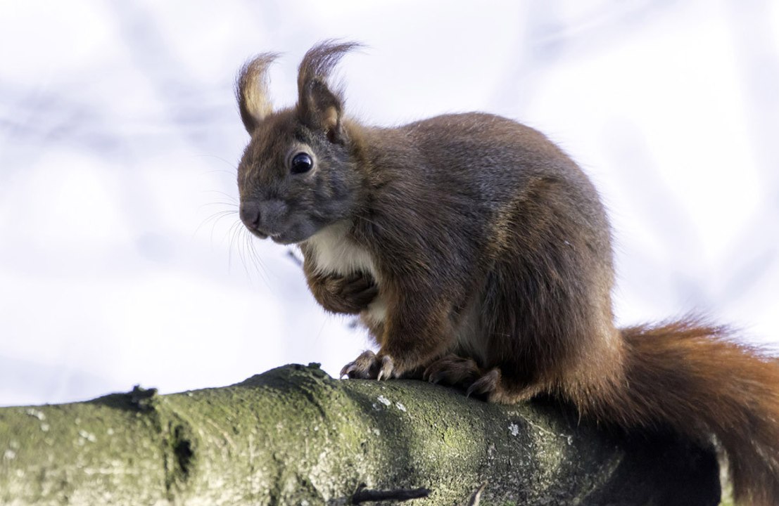 Greggs closes for three days after squirrel infiltration