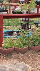 Bear Lounges In Kiddie Pool