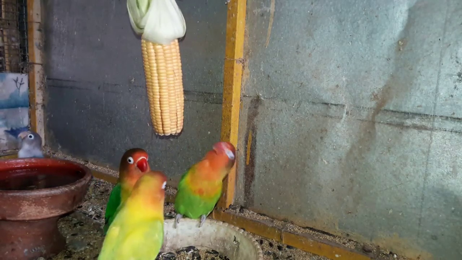 ⁣Love birds Feeding Sounds | Love Birds Breeding Food Sounds And Cage | Lovebirds as Pets