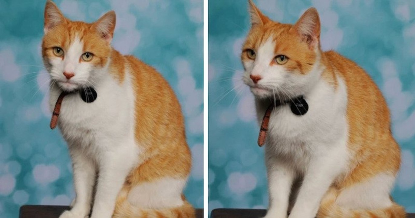 Pays de Galles : ce chat fait sensation sur les réseaux sociaux avec sa photo de classe