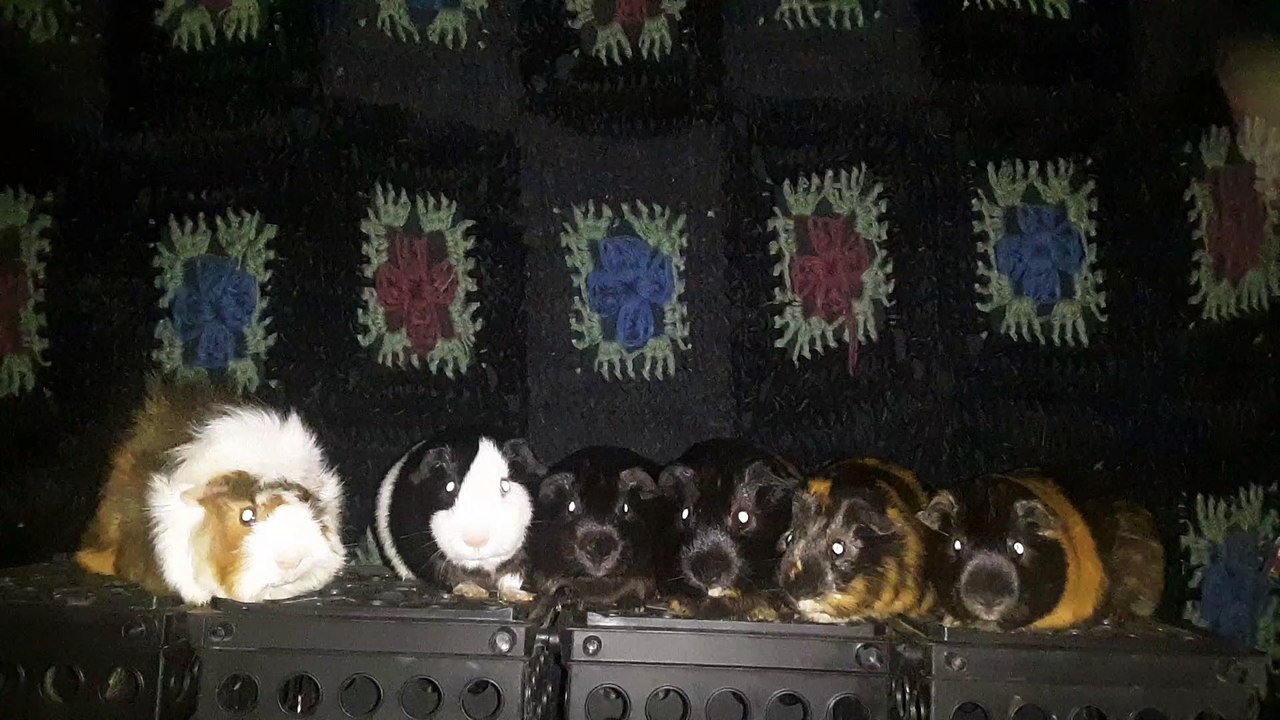 CAVIA PORCELLUS DAVID 20210705_062242