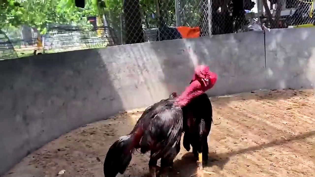 Cháu ngoại Ô Xóa Nợ