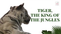 Tiger sounds, the tigers habitat, tiger's prey,  tiger the King of the jungle