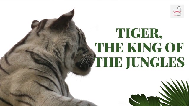 Tiger sounds, the tigers habitat, tiger's prey, tiger the King of the jungle