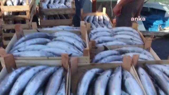 Karadenizde Palamut Bolluğu. Vatandaşlar: Palamut Et ve Tavuktan Ucuz