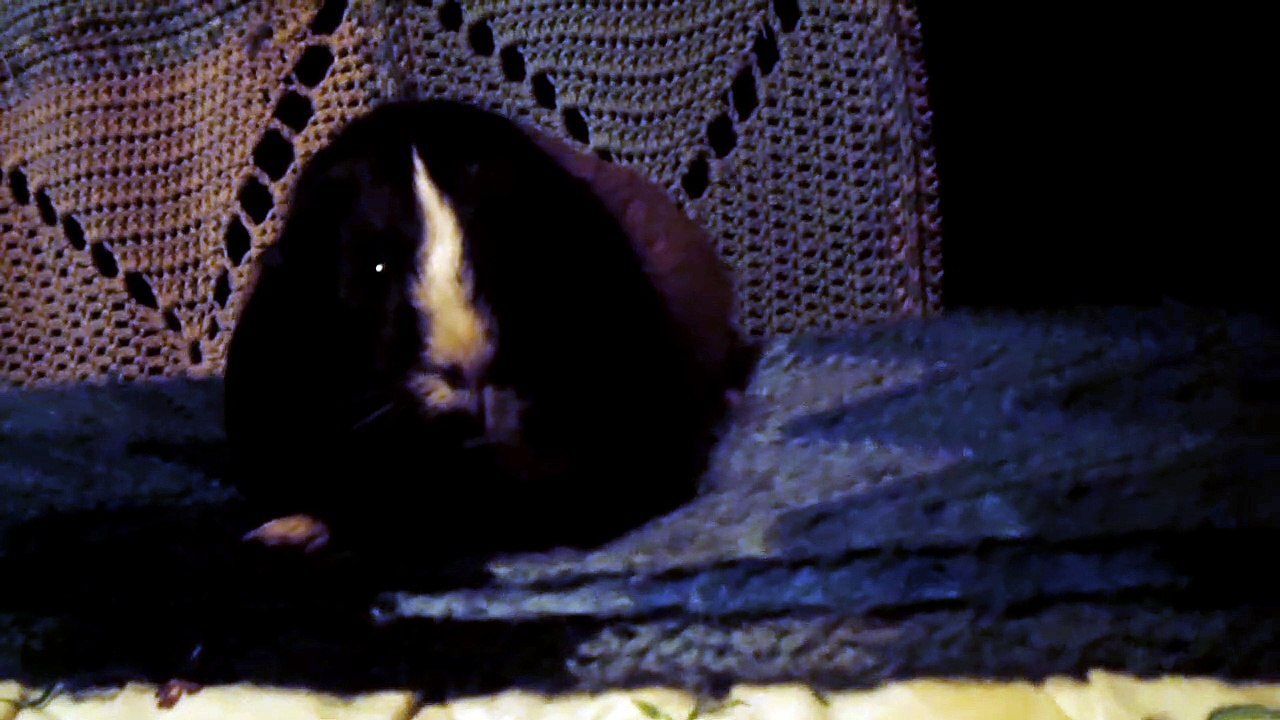CAVIA PORCELLUS CJ 102_8648