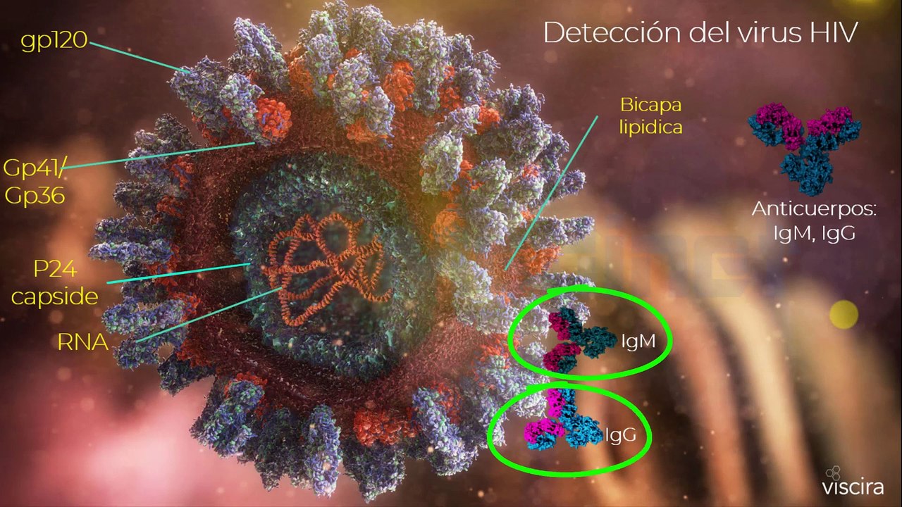 ► LA PRUEBA DE ELISA INDIRECTA PARA DETECCION D...