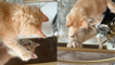 Cat has 'understandable' reaction to seeing his reflection in the mirror