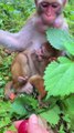 Cute little monkey eating