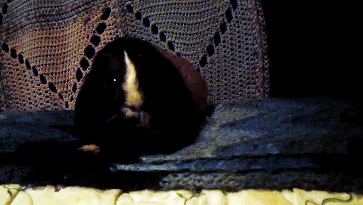 CAVIA PORCELLUS CJ 102_8649