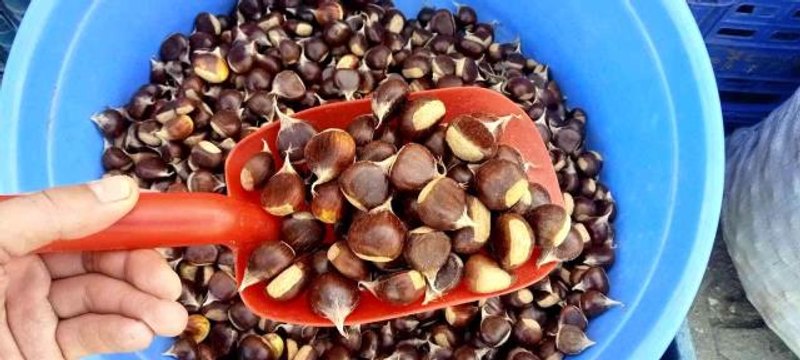 Köylülerin topladığı kestane tezgahlarda yerini aldı: Kilogramı 50 TL'den satılıyor