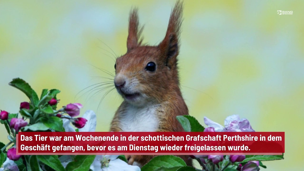 Eichhörnchen in Greggs-Laden eingeschlossen