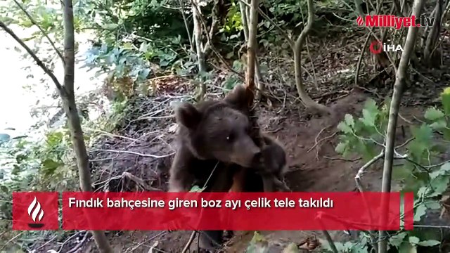 Fındık bahçesine giren boz ayı çelik tele takıldı