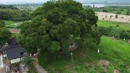 '우영우' 팽나무 천연기념물 됐다...다음 달 7일 고시 / YTN