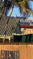Kookaburra Sits on Spinning Vent