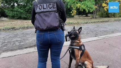 A l'entraînement avec les chiens policiers dans les Yvelines