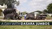 Mysuru Dasara 2022 | This is how Dasara Elephants train for Jumbo Savari