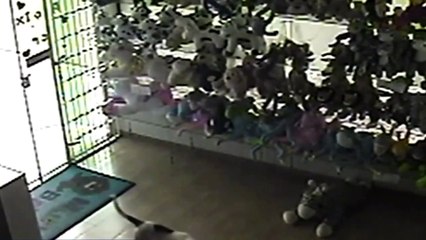 Cachorro tenta roubar ovelha de pelúcia em loja