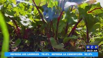 Apoyo, piden productores de hortalizas en Lepaterique