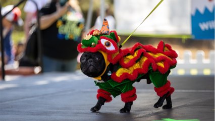 This is how often your dog really needs to pee