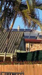 Kookaburra Sits on Spinning Vent