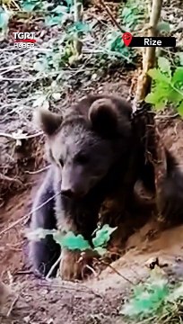 Rize'de Fındık Bahçesine Giren Boz Ayı Çelik Tele Takıldı