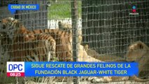 Continúa rescate de grandes felinos de la fundación Black Jaguar-White Tiger