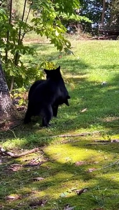 Family of Bears Playing in the Grass
