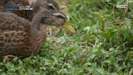 [HOT] a method of farming using ducks, MBC 다큐프라임 220925