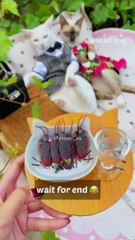 Cockroach_utha_laya funny: nee Dailymotion video: funny hasi video