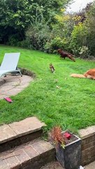 Kitty Chases Dog Around Yard