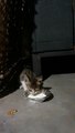 Kittens drinking milk on the street in India