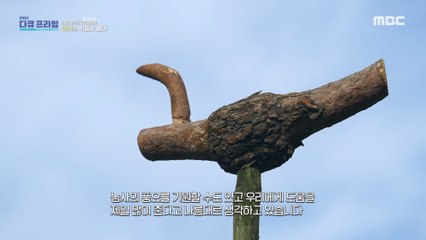 [HOT] a mysterious history of ducks, MBC 다큐프라임 220925
