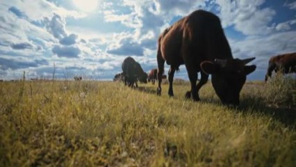 La filiera bovina, un'eccellenza del Made in Italy