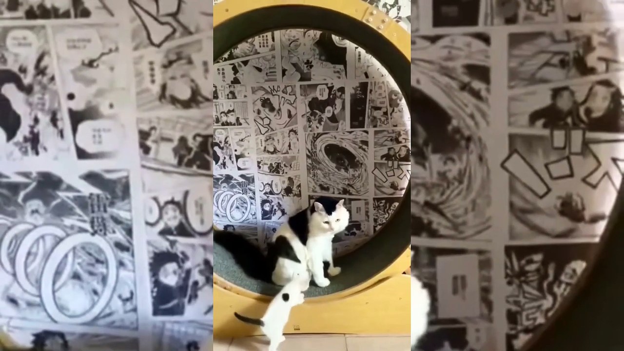 cute and funny cats videos compilation