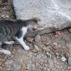 CENTIPEDE AND CAT  IN INDIA ,CAT VS CENTIPEDE