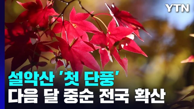 설악산 '첫 단풍' , 다음 달 중순 전국 확산...올해는 색도 곱다 / YTN