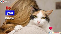 5 Tips know your Cat Loves you or not, Cat Behavior and Cat Body Language, Cat Health and Wellness