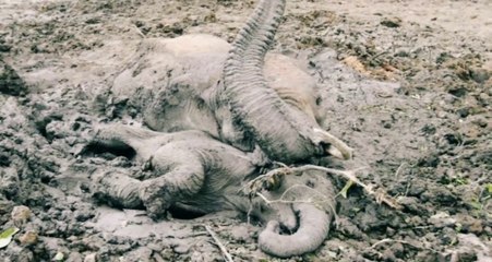 Rescue Mother Elephant & Elephant baby And release in Forest