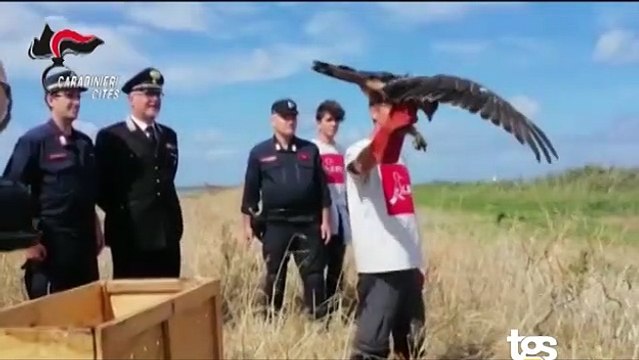 Aquila del Bonelli liberata dai carabinieri alle Saline di Paceco