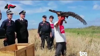 Aquila del Bonelli  liberata dai carabinieri alle Saline di Paceco