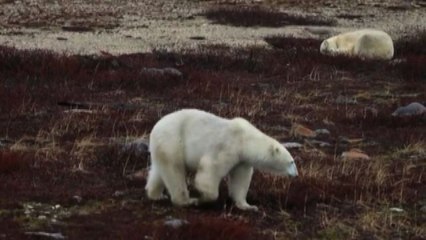 Sempre meno ghiaccio in Canada: a rischio gli orsi polari