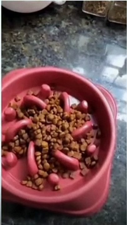 Pet video... |Funny video...