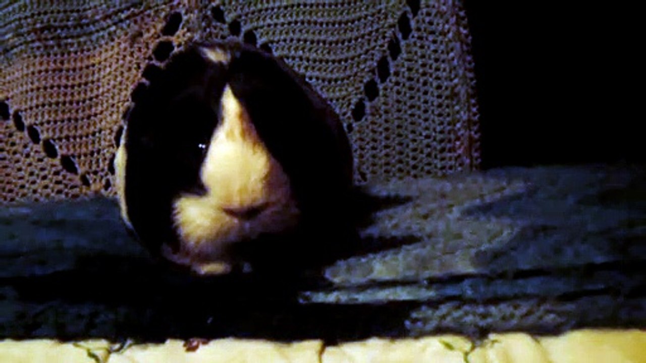 CAVIA PORCELLUS PARSLEY 102_8651