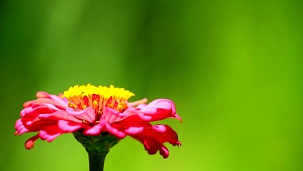 Butterfly honey sucking video..