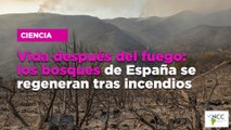 Vida después del fuego: los bosques de España se regeneran tras incendios