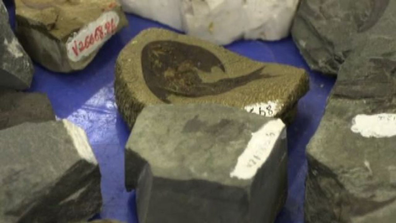 Trovati in Cina pesci fossili che riscrivono l'evoluzione